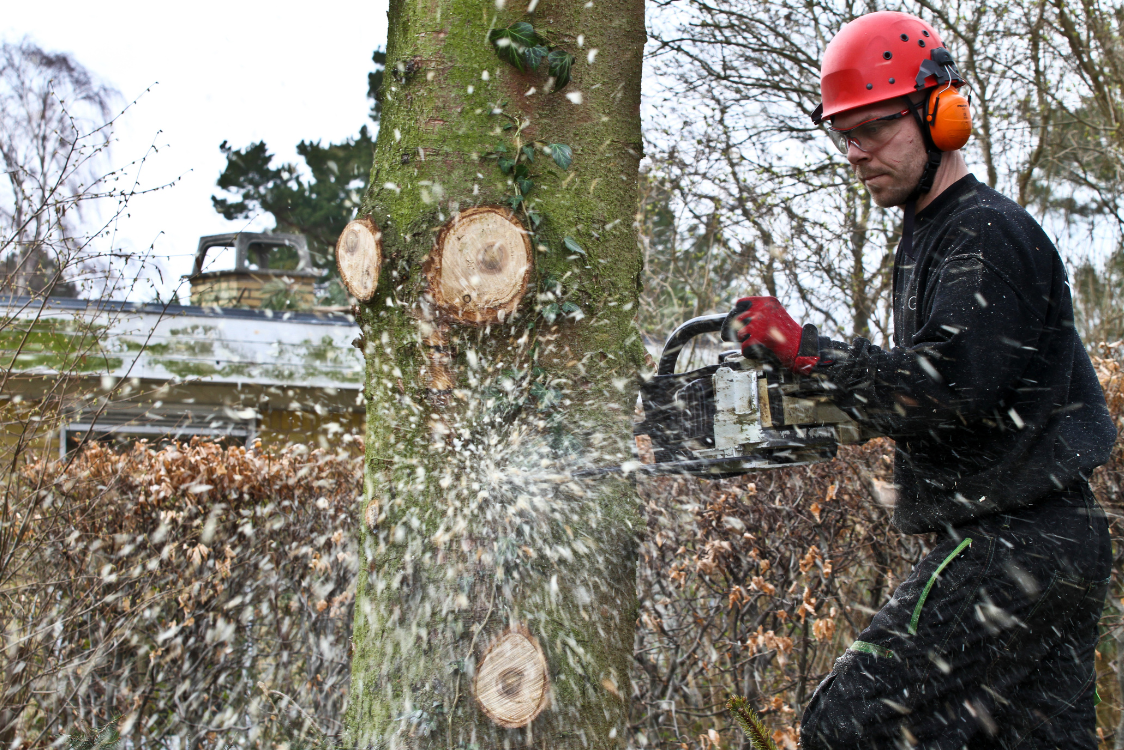 City & Guilds NPTC Level 3 Award in Felling & Processing Trees over 38 ...