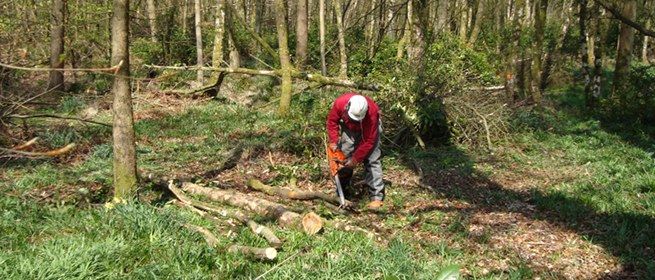 City & Guilds NPTC Level 2 Award in Felling & Processing Trees upto 38 ...