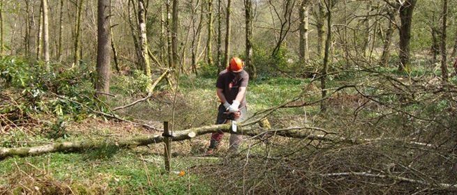 City & Guilds NPTC Level 2 Award in Felling & Processing Trees upto 38 ...