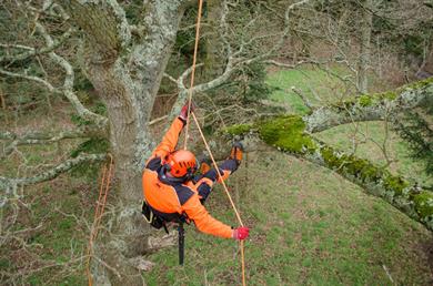 Aerial Tree Rigging (CS41) – Commercial Arborists Ltd